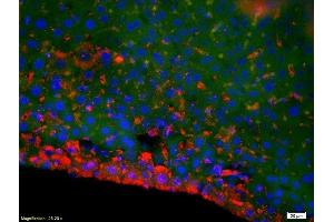 Formalin-fixed and paraffin-embedded mouse liver labeled with Anti-DNase gamma Polyclonal Antibody, Unconjugated (ABIN872726) 1:200, overnight at 4°C, The secondary antibody was Goat Anti-Rabbit IgG, Cy3 conjugated used at 1:200 dilution for 40 minutes at 37°C. (DNASE1L3 抗体  (AA 151-250))