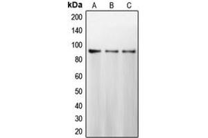 Western blot analysis of Calnexin expression in MCF7 (A), HeLa (B), MDAMB231 (C) whole cell lysates. (Calnexin 抗体  (C-Term))