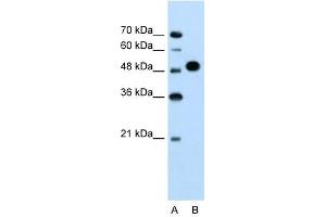 MKRN1 antibody used at 1. (MKRN1 抗体  (N-Term))