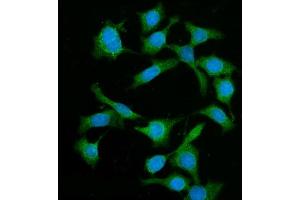 IF analysis of BIN1 using anti-BIN1 antibody (ABIN7601780).