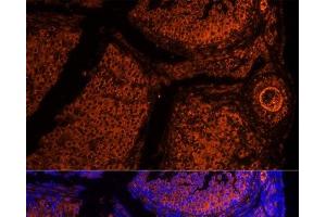 Immunofluorescence (IF) image for anti-Zona Pellucida Glycoprotein 2 (ZP2) antibody (ABIN7255159)