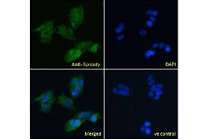 ABIN570913 Immunofluorescence analysis of paraformaldehyde fixed HepG2 cells, permeabilized with 0. (SPRY1 抗体  (C-Term))
