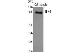 Western Blotting (WB) image for anti-Transducin-like Enhancer Protein 4 (TLE4) (Internal Region) antibody (ABIN3187281) (TLE4 抗体  (Internal Region))