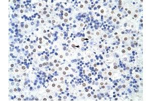 HNRPUL1 antibody was used for immunohistochemistry at a concentration of 4-8 ug/ml to stain Hepatocytes (arrows) in Human Liver. (HNRNPUL1 抗体  (C-Term))