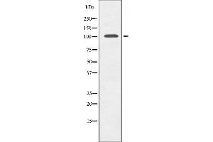Western blot analysis of extracts from mouse brain cells, using GCN5L2 antibody. (KAT2A 抗体  (C-Term))