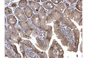 IHC-P Image H-Ras antibody detects H-Ras protein at membrane on mouse intestine by immunohistochemical analysis. (HRAS 抗体  (C-Term))