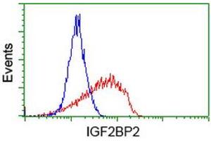 Image no. 3 for anti-Insulin-Like Growth Factor 2 mRNA Binding Protein 2 (IGF2BP2) antibody (ABIN1498824) (IGF2BP2 抗体)