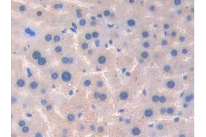 Used in DAB staining on fromalin fixed paraffin- embedded spleen tissue (Coagulation Factor V 抗体  (AA 364-611))