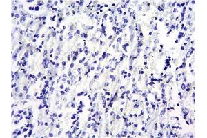 ABIN184575 Negative Control showing staining of paraffin embedded Mouse Kidney, with no primary antibody.