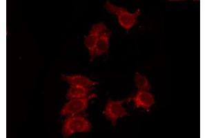 ABIN6278576 staining 293 by IF/ICC. (P2RY14 抗体  (Internal Region))