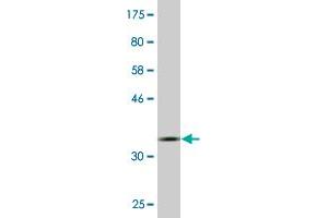 Western Blot detection against Immunogen (36.