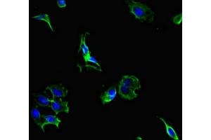 Immunofluorescent analysis of Hela cells using ABIN7164820 at dilution of 1:100 and Alexa Fluor 488-congugated AffiniPure Goat Anti-Rabbit IgG(H+L) (PCSK5 抗体  (AA 201-500))