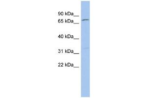 WB Suggested Anti-ZFP90 Antibody Titration:  0. (ZNF90 抗体  (Middle Region))