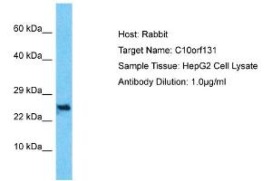 Host: Rabbit Target Name: C10orf131 Sample Type: HepG2 Whole Cell lysates Antibody Dilution: 1. (CC2D2B 抗体  (Middle Region))