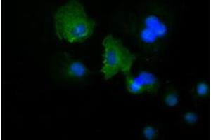 Image no. 3 for anti-Keratin 19 (KRT19) (AA 240-390) antibody (ABIN1491257) (Cytokeratin 19 抗体  (AA 240-390))