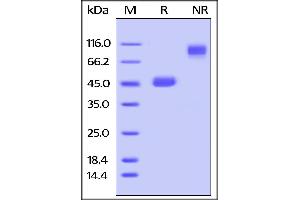 SDS-PAGE (SDS) image for Tumor Necrosis Factor (Ligand) Superfamily, Member 18 (TNFSF18) (AA 47-173) (Active) protein (Fc Tag) (ABIN4949171)