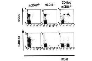 Flow Cytometry (FACS) image for anti-CD40 (CD40) (Extracellular Domain) antibody (Biotin) (ABIN2451934) (CD40 抗体  (Extracellular Domain) (Biotin))