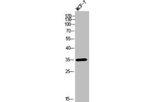 Western Blot analysis of MCF-7 cells using Olfactory receptor 2T11 Polyclonal Antibody (OR2T11 抗体  (Internal Region))