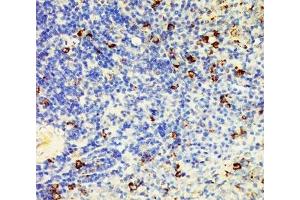 IHC-P: CD95 antibody testing of rat spleen tissue lysate. (FAS 抗体  (N-Term))