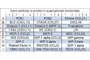 Image no. 1 for Mouse Chemokine Array Q1 (ABIN625762) (小鼠 Chemokine Array Q1)