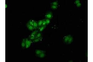 Immunofluorescence (IF) image for anti-RNA Binding Motif, Single Stranded Interacting Protein 1 (RBMS1) (AA 206-277) antibody (ABIN7168317)