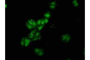 Immunofluorescence staining of HepG2 cells with ABIN7168317 at 1:120, counter-stained with DAPI. (RBMS1 抗体  (AA 206-277))