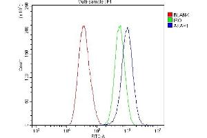 Flow Cytometry analysis of A549 cells using anti-AFAP/AFAP1 antibody (ABIN7601861).
