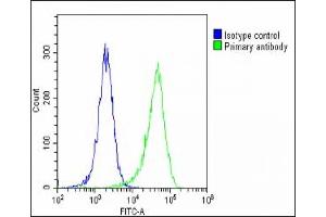 Overlay histogram showing Hela cells stained with B(green line). (Periostin 抗体  (C-Term))