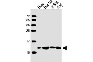 All lanes : Anti-HSPE1 Antibody (Center) at1:2000 dilution Lane 1: Hela whole cell lysate Lane 2: HepG2 whole cell lysate Lane 3: Jurkat whole cell lysate Lane 4: Raji whole cell lysate Lysates/proteins at 20 μg per lane. (HSPE1 抗体  (AA 38-64))