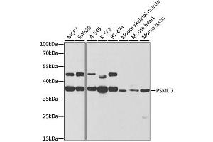 Western blot analysis of extracts of various cell lines, using PSMD7 antibody. (PSMD7 抗体)