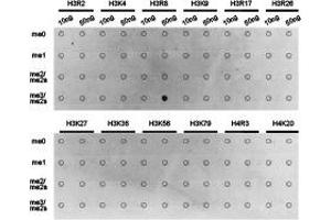 Dot-blot analysis of all sorts of methylation peptides using H3R8me2s antibody. (Histone 3 抗体  (H3R8me2s))