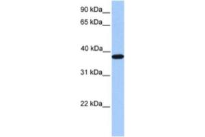 Western Blotting (WB) image for anti-Actin-Related Protein T2 (ACTRT2) antibody (ABIN2463523) (ACTRT2 抗体)
