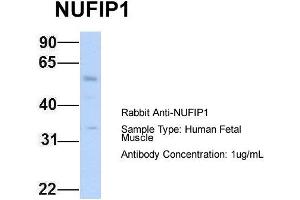 Host: Rabbit Target Name: NUFIP1 Sample Type: Human Fetal Muscle Antibody Dilution: 1. (NUFIP1 抗体  (N-Term))