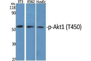 Western Blot (WB) analysis of specific cells using Phospho-Akt1 (T450) Polyclonal Antibody. (AKT1 抗体  (pThr450))