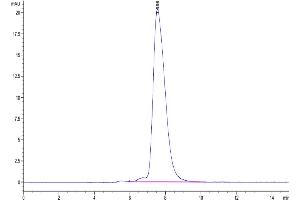 Size-exclusion chromatography-High Pressure Liquid Chromatography (SEC-HPLC) image for Natural Cytotoxicity Triggering Receptor 1 (NCR1) (AA 22-255) protein (Fc Tag) (ABIN7275351)