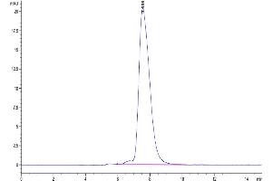 The purity of Human NKp46 is greater than 95 % as determined by SEC-HPLC. (NCR1 Protein (AA 22-255) (Fc Tag))