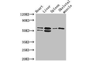 Western Blot Positive WB detected in: Mouse heart tissue, Mouse liver tissue, Mouse spleen tissue, Mouse skeletal muscle tissue All lanes: SLC15A3 antibody at 5 μg/mL Secondary Goat polyclonal to rabbit IgG at 1/50000 dilution Predicted band size: 64 kDa Observed band size: 64, 50 kDa (SLC15A3 抗体  (AA 253-309))