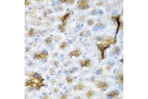Immunohistochemistry of paraffin-embedded mouse liver using NCL antibody (ABIN5975400) at dilution of 1/200 (40x lens). (Nucleolin 抗体)