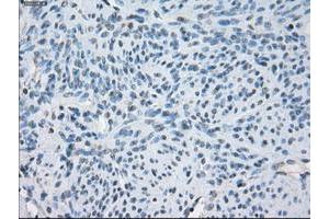 Image no. 2 for anti-Fc gamma RII (CD32) antibody (ABIN1497257) (Fc gamma RII (CD32) 抗体)
