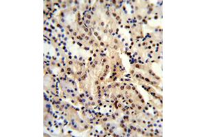 Formalin-fixed and paraffin-embedded human kidney reacted with BAT1 Antibody (C-term), which was peroxidase-conjugated to the secondary antibody, followed by DAB staining. (BAT1 抗体  (C-Term))