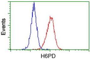 Flow cytometric Analysis of Hela cells, using anti-H6PD antibody (ABIN2453103), (Red), compared to a nonspecific negative control antibody (TA50011), (Blue). (Glucose-6-Phosphate Dehydrogenase 抗体)