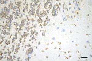Immunohistochemistry was performed on paraffin-embedded mouse brain using DUT antibody (ABIN7798312), 1:200). (Recombinant Deoxyuridine Triphosphatase (DUT) 抗体)