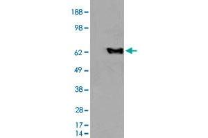HEK293 overexpressing EHD2 and probed with EHD2 polyclonal antibody  (mock transfection in first lane), tested by Origene. (EHD2 抗体  (C-Term))