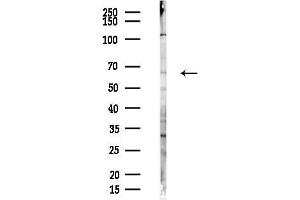 anti-Bridging Integrator 1 (BIN1) (Internal Region) antibody