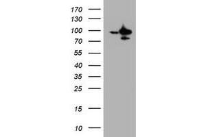 Image no. 1 for anti-Splicing Factor 3a, Subunit 1 (SF3A1) (AA 249-568) antibody (ABIN1491275) (SF3A1 抗体  (AA 249-568))