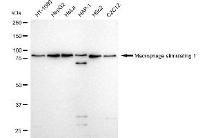 anti-Macrophage Stimulating 1 (Hepatocyte Growth Factor-Like) (MST1) antibody
