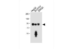 All lanes : Anti-PROX1 Antibody (Center) at 1:500 dilution Lane 1: HepG2 whole cell lysate Lane 2: SH-SY5Y, whole cell lysate Lane 3: S whole cell lysate Lysates/proteins at 20 μg per lane.