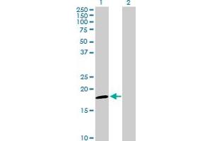 Western Blot analysis of NDUFAB1 expression in transfected 293T cell line by NDUFAB1 MaxPab polyclonal antibody.