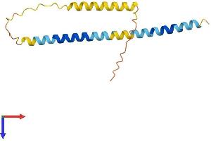Peroxisomal, Testis Specific 1 (PXT1) (AA 1-134) protein (His tag)