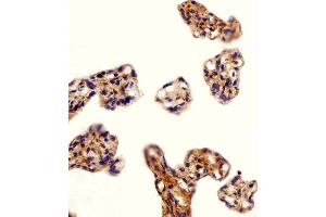 Immunohistochemical analysis of paraffin-embedded H. (DLK1 抗体  (C-Term))